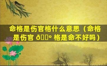 命格是伤官格什么意思（命格是伤官 🌺 格是命不好吗）